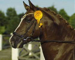 dressage horse Petit Magic Colour (German Riding Pony, 2007, from Monte Christo)