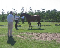 Zuchtstute Chavira (Hannoveraner, 2008, von Contendros Bube)