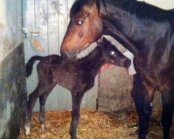 Zuchtstute Celine (Deutsches Sportpferd, 2001, von Ratero)