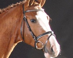 stallion Providence 3 (Hanoverian, 2005, from Provider)