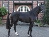 stallion First Choice hos (Hanoverian, 2010, from Fürst Romancier)