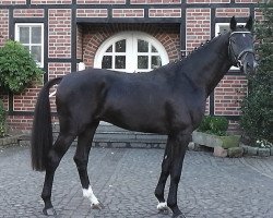 stallion First Choice hos (Hanoverian, 2010, from Fürst Romancier)