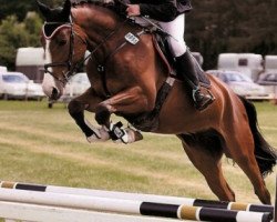 jumper Cafes Classiker (Oldenburg show jumper, 2007, from Cafe au lait 2)