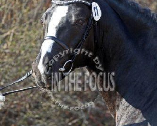 stallion Vom Feinsten G (German Riding Pony, 2007, from Valido's Boy)