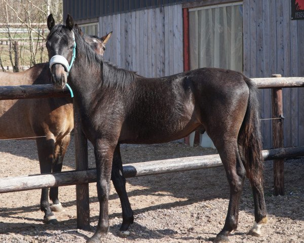 dressage horse Dark Chocolate Dream (Mecklenburg, 2021, from Don Aurillium)