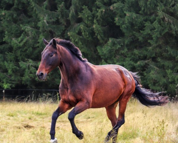 Springpferd Lavallino 5 (Holsteiner, 2004, von Lavall I)