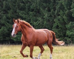 horse Rebel (Hessian Warmblood, 2002, from Le Comte)