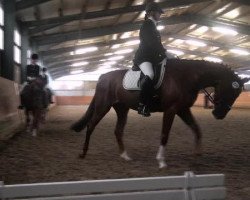 dressage horse Dancing Belly (Hanoverian, 2008, from Desperados FRH)