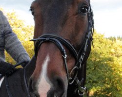 jumper Chero (Hanoverian, 2003, from Chasseur I)