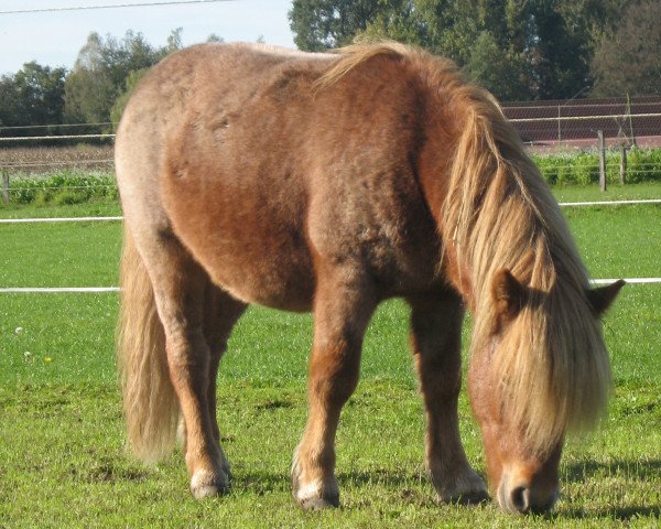 horse Manni 32 (Shetland Pony, 2008)