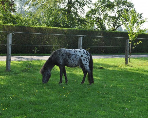 Pferd Sabino Oostland (Shetland Pony, 2009, von Navarro van Stal Elisabeth)