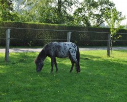 horse Sabino Oostland (Shetland Pony, 2009, from Navarro van Stal Elisabeth)