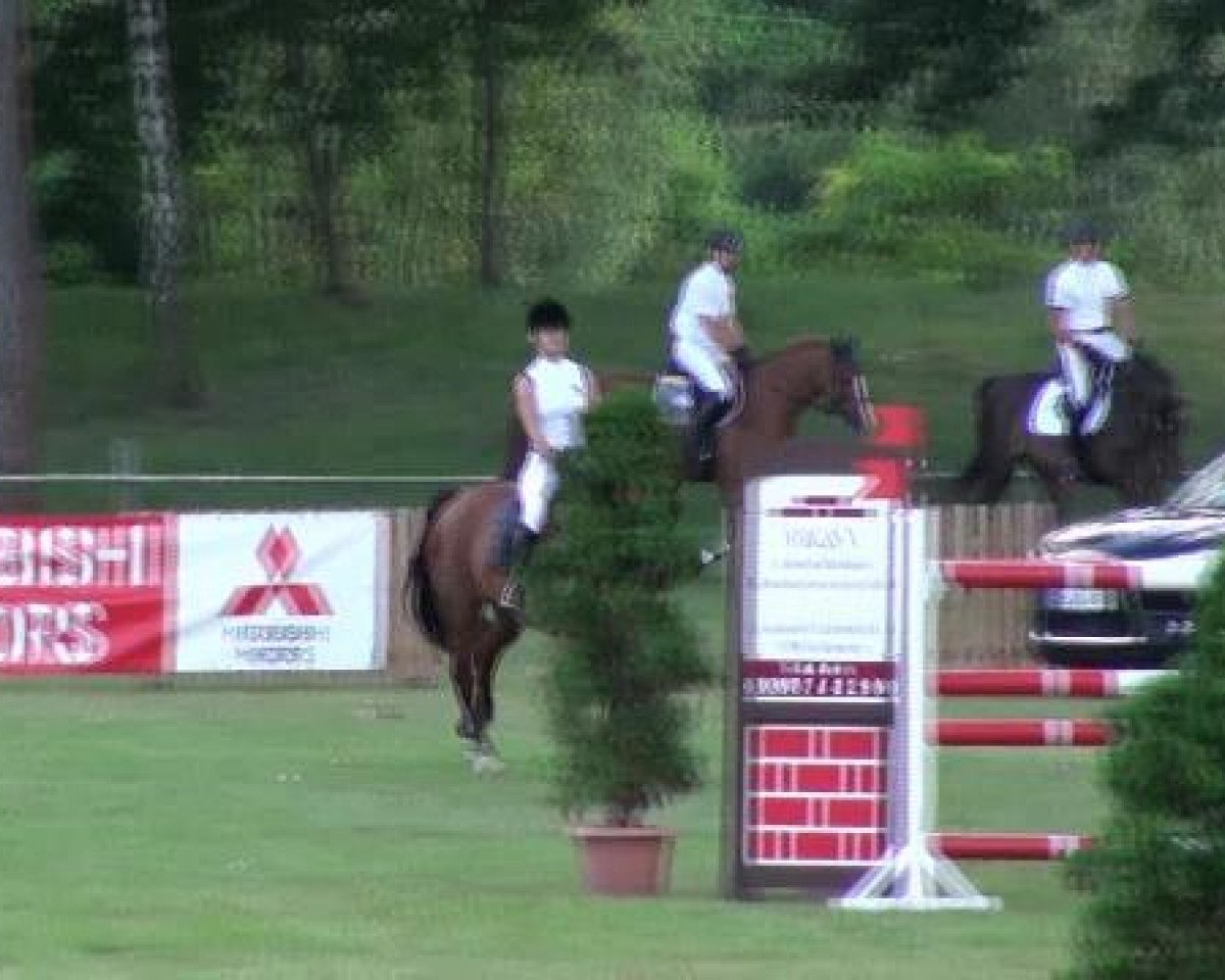 Springpferd Lemon 34 (Hannoveraner, 2003, von Levisto Z)
