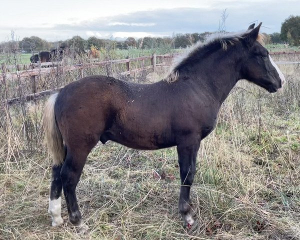 Pferd Mick (Schwarzwälder Kaltblut, 2021, von Markstein)