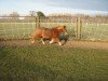 Dressurpferd Snoopy (Shetland Pony, 2003)