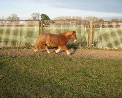 dressage horse Snoopy (Shetland Pony, 2003)