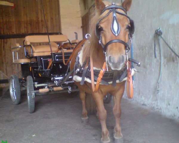 horse Goliath (Shetland Pony, 2004)