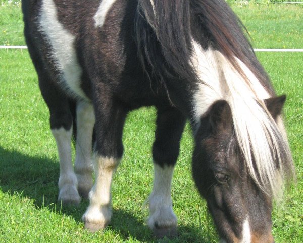 horse Ikarus 312 (Shetland Pony, 2004)