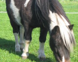 horse Ikarus 312 (Shetland Pony, 2004)