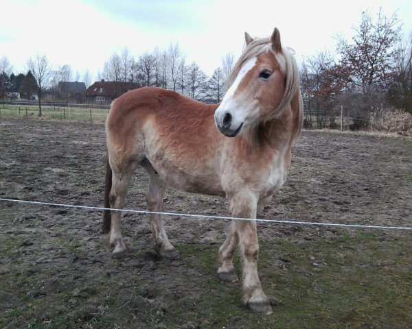 Pferd Charmeur (Haflinger, 1997, von Almfürst)