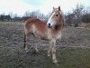 Pferd Charmeur (Haflinger, 1997, von Almfürst)