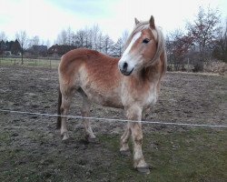 horse Charmeur (Haflinger, 1997, from Almfürst)