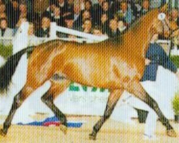stallion Atego (Oldenburg, 1997, from Acadius)