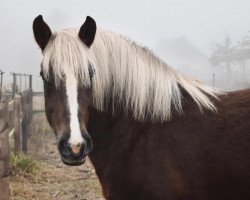 horse Dina (Black Forest Horse, 2014, from Moreno)