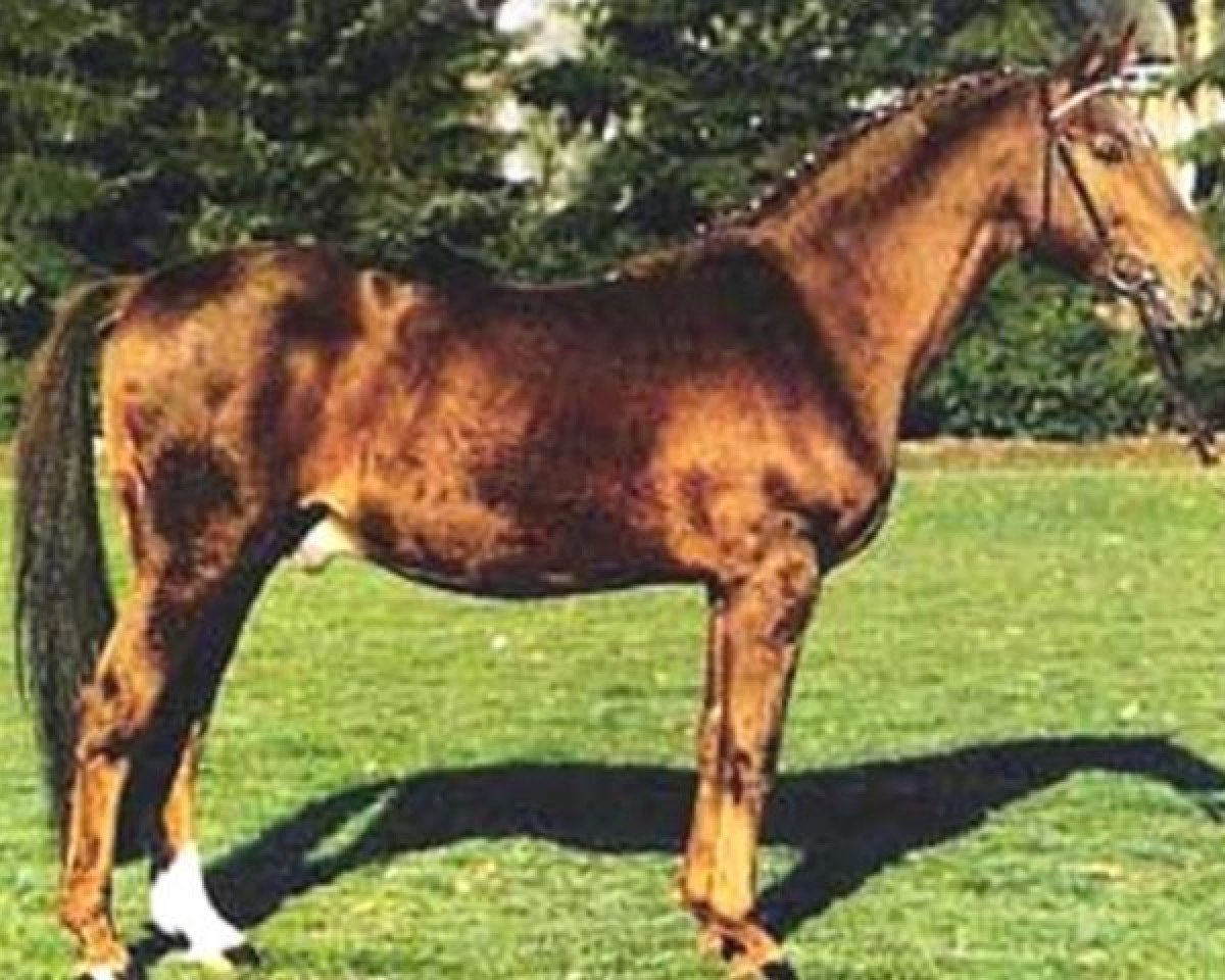 Deckhengst Mandant (Trakehner, 1964, von Thor)