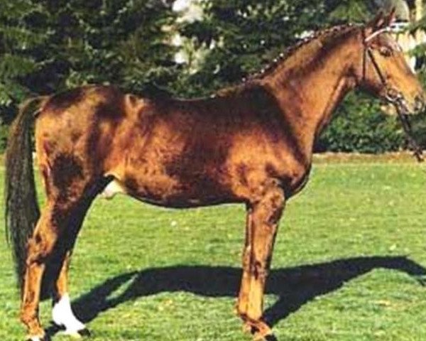 stallion Mandant (Trakehner, 1964, from Thor)
