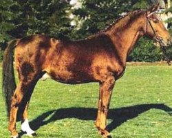 stallion Mandant (Trakehner, 1964, from Thor)