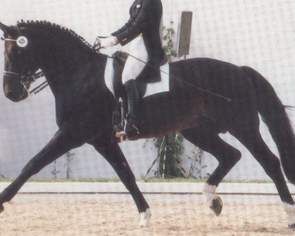 stallion Marcodeur (Hessian Warmblood, 1977, from Mandant)