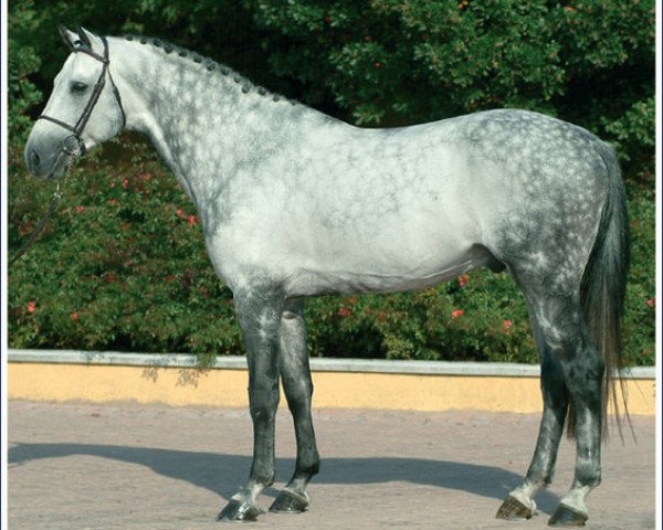 jumper Contefino (Holsteiner, 1999, from Contender)