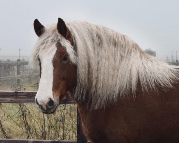 Pferd Darina (Schwarzwälder Kaltblut, 2011, von Wilddieb)