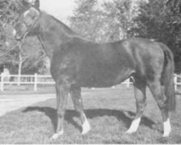stallion Brilloso (Selle Français, 1967, from Furioso xx)