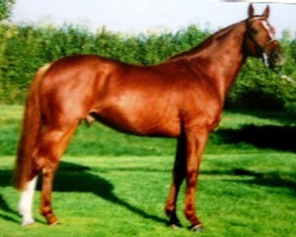 stallion Aubrillo (Selle Français, 1988, from Brilloso)