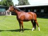 dressage horse Cassis Royal (Hanoverian, 2005, from Connery)