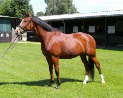 dressage horse Cassis Royal (Hanoverian, 2005, from Connery)