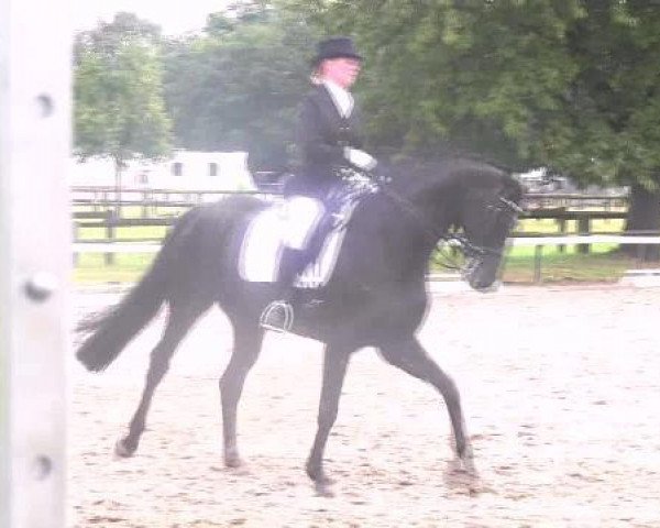 dressage horse Windspiel 245 (Hanoverian, 2002, from Weltregent H)