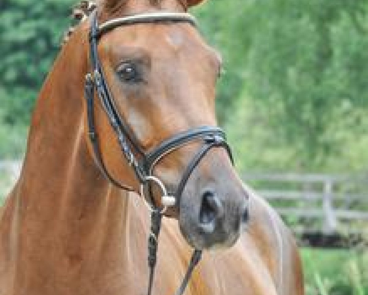dressage horse Fairway 18 (Hanoverian, 2008, from Fidertanz)