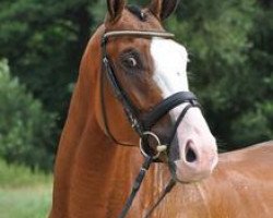 dressage horse Kyrell 3 (Trakehner, 2008, from Axis TSF)