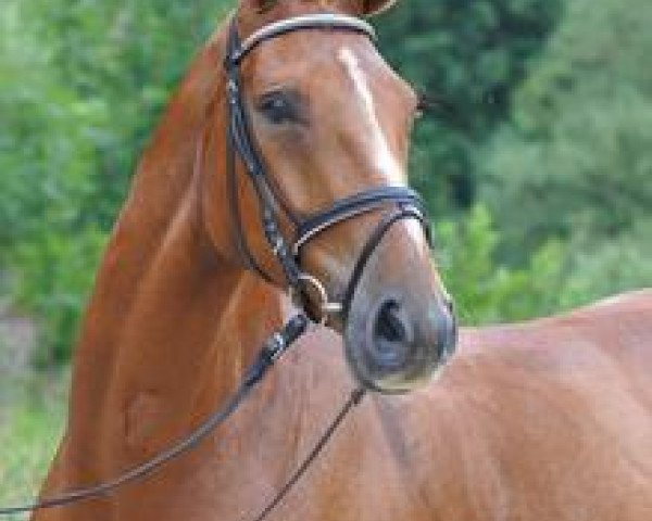 dressage horse Del Duero (Oldenburg, 2008, from Danone 4)