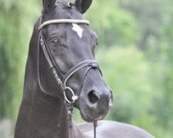 horse Hamilton (Hanoverian, 2008, from Hohenstein I)