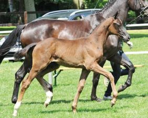 dressage horse Didavi (Hanoverian, 2012, from De Niro)