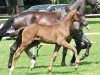 dressage horse Didavi (Hanoverian, 2012, from De Niro)