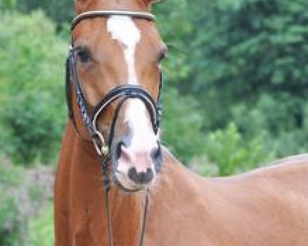 broodmare Donna Doria (Hanoverian, 2006, from Danone 4)