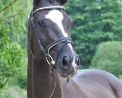 dressage horse Donatella 79 (Oldenburg, 2005, from De Niro)