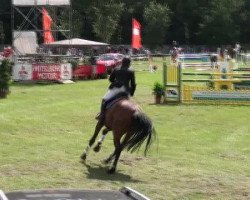 jumper Konny 23 (German Sport Horse, 2003, from Kolibri 2705)