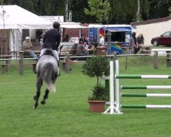 dressage horse Quite Cantus D (Holsteiner, 2006, from Quite Capitol)