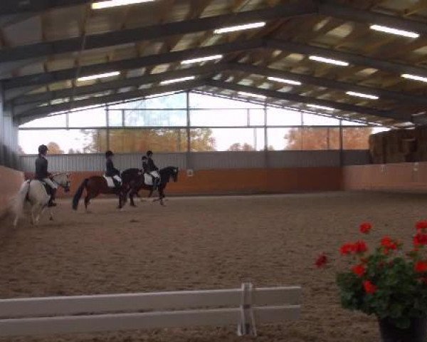 dressage horse Fleur 375 (Welsh mountain pony (SEK.A), 1993, from Boreas Zeb)